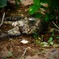 野生の猫