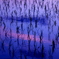 梅雨の中休み