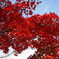 箱根美術館の紅葉