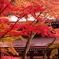 鎌倉紅葉情報Ⅱ（円覚寺本堂横）