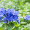 紫陽花（1）
