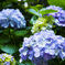 紫陽花（2）