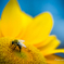 Bee and sunflower