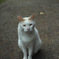 Nature[Cat]