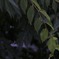 めぐみ