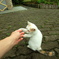 にゃんだこれは？