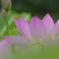 開花