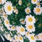 博多の花壇
