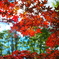夏の紅葉