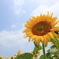 地上の太陽