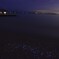 海ホタル
