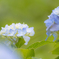 紫陽花