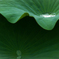 葉上の雫