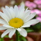 DSCF4265
