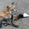 キツネ村にて