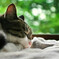 猫のいる朝 (sora)