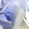 紫陽花の涙
