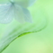 Fresh Green