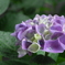 雨露に濡れた紫陽花２
