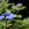 紫陽花