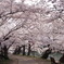 弘前公園　西堀