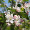 リンゴの花