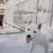 犬その２