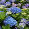 紫陽花