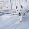 犬その３