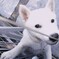 犬その４