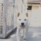犬その５