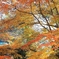 山寺の紅葉
