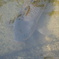 お魚