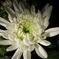 菊