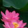 大賀蓮　２