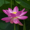 蓮色の花