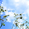 花が見上げる空