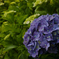 20140608-SDIM1334-13