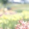 HANA・HANA 75 (Lily heavenly)