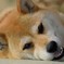 ゴロゴロ