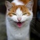 観光地の猫