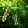 初夏の花