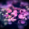 Hydrangea