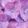 紫陽花