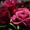 薔薇