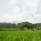 田舎の初夏