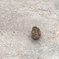 もこもこ