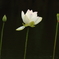 森閑