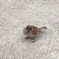 ワサッ