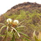 Diamond Head-3